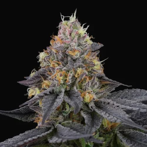 Savage Cherry Seed > Perfect Tree Seeds | Feminized Cannabis   |  Hybrid
